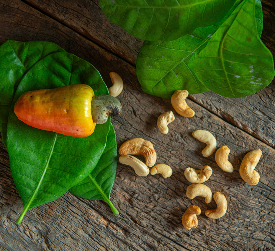 Regulação do Colesterol